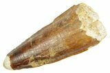 Fossil Spinosaurus Tooth - Feeding Worn Tip #363061-1